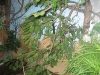 bird-nests-wexford