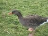 goose-wexford