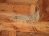 swallows-nest